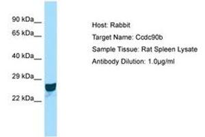 Image no. 1 for anti-Coiled-Coil Domain Containing 90B (CCDC90B) (AA 151-200) antibody (ABIN6749915)