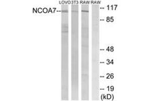 Image no. 1 for anti-Nuclear Receptor Coactivator 7 (NCOA7) (AA 422-471) antibody (ABIN1535121)