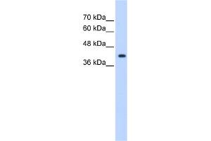 Image no. 1 for anti-ST6 (Alpha-N-Acetyl-Neuraminyl-2,3-beta-Galactosyl-1,3)-N-Acetylgalactosaminide alpha-2,6-Sialyltransferase 5 (ST6GALNAC5) (Middle Region) antibody (ABIN2783999)