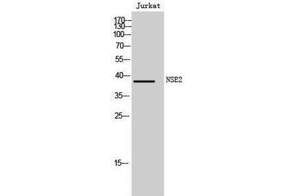 NSMCE2 抗体  (N-Term)