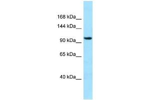 Image no. 1 for anti-Synaptopodin 2 (SYNPO2) (C-Term) antibody (ABIN2789966)