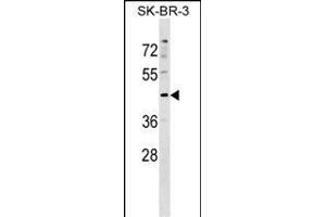 Mouse Stk24 Antibody (Center) (ABIN1538110 and ABIN2849552) western blot analysis in SK-BR-3 cell line lysates (35 μg/lane).