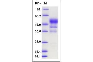 Image no. 1 for CD52 (CD52) (AA 1-69) protein (Fc Tag) (ABIN2009443)