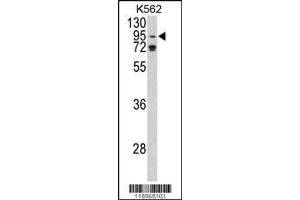 Image no. 1 for anti-Eukaryotic Translation Initiation Factor 2C, 1 (EIF2C1) (AA 27-56), (N-Term) antibody (ABIN390473)