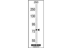 Image no. 1 for anti-Polo-Like Kinase 1 Substrate 1 (PLK1S1) (AA 57-86), (N-Term) antibody (ABIN1539476)