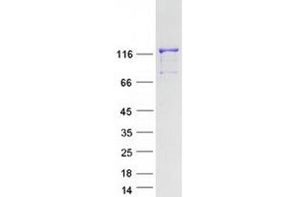 PRPF40B Protein (PRP40 Pre-mRNA Processing Factor 40B) (Transcript Variant 1) (Myc-DYKDDDDK Tag)