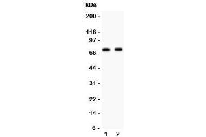 Image no. 2 for anti-Numb Homolog (NUMB) (AA 194-220) antibody (ABIN3032081)