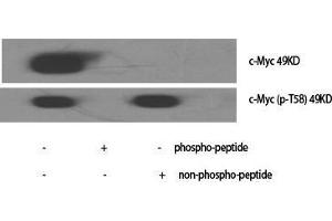Image no. 2 for anti-Myc Proto-Oncogene protein (MYC) (pThr58) antibody (ABIN3181968)
