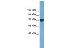 Image no. 1 for anti-Unc-45 Homolog A (UNC45A) (AA 143-192) antibody (ABIN6745687)