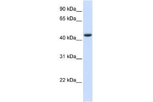 Image no. 1 for anti-tRNA Aspartic Acid Methyltransferase 1 (TRDMT1) (N-Term) antibody (ABIN630813)
