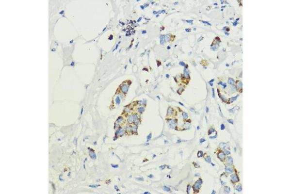 PRAS40 antibody  (AA 152-276)