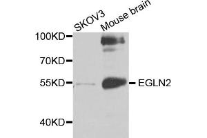 Image no. 1 for anti-Egl-9 Family Hypoxia Inducible Factor 2 (EGLN2) antibody (ABIN6569199)