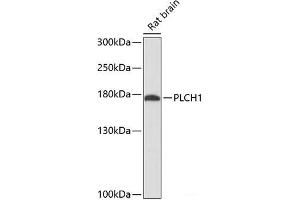 Western blot analysis of extracts of Rat brain using PLCH1 Polyclonal Antibody at dilution of 1:3000.