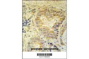 Immunohistochemistry (IHC) image for anti-Family with Sequence Similarity 105, Member B (FAM105B) antibody (ABIN2158779)