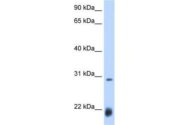 Achaete (AC) (N-Term) antibody