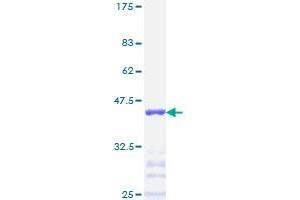 Transcription Factor AP-2 alpha (Activating Enhancer Binding Protein 2 Alpha) (TFAP2A) (AA 99-205) protein (GST tag)