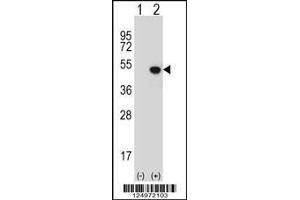 Image no. 2 for anti-Jumonji Domain Containing 5 (JMJD5) (AA 36-63), (N-Term) antibody (ABIN654939)