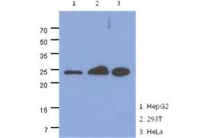 Image no. 1 for anti-Mitochondrial Ribosome Recycling Factor (MRRF) (AA 56-262) antibody (ABIN1449411)