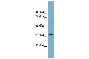 Image no. 1 for anti-Olfactory Receptor, Family 2, Subfamily AT, Member 4 (OR2AT4) (N-Term) antibody (ABIN635349)