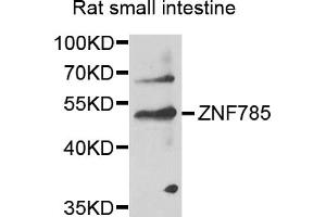 Image no. 1 for anti-Zinc Finger Protein 785 (ZNF785) antibody (ABIN6291120)
