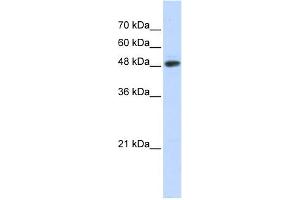 Image no. 1 for anti-Ubiquitin Protein Ligase E3 Component N-Recognin 7 (UBR7) (N-Term) antibody (ABIN2781278)