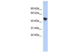Image no. 1 for anti-Immediate Early Response 5-Like (IER5L) (Middle Region) antibody (ABIN632857)