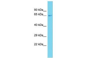 Image no. 1 for anti-Growth Factor Receptor-Bound Protein 14 (GRB14) (Middle Region) antibody (ABIN2789558)