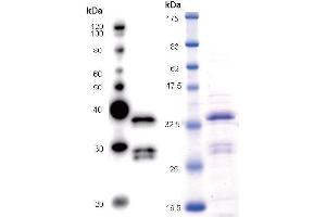 Image no. 2 for anti-Nuclear Transcription Factor Y, beta (NFYB) antibody (ABIN930947)