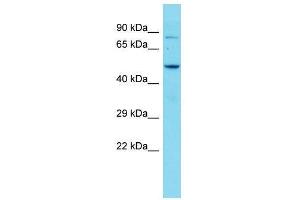 Image no. 1 for anti-Zinc Finger and BTB Domain Containing 7C (ZBTB7C) (Middle Region) antibody (ABIN2777390)