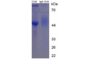 Image no. 3 for IgA peptide (Ovalbumin) (ABIN5666220)