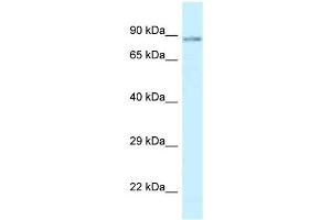 Image no. 1 for anti-SCY1-Like 1 (SCYL1) (C-Term) antibody (ABIN926830)