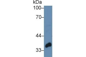 Image no. 3 for anti-Twinfilin, Actin-Binding Protein 1 (TWF1) (AA 1-252) antibody (ABIN1078637)