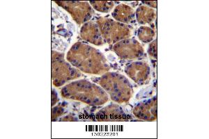 Image no. 2 for anti-Aspartate beta-Hydroxylase (ASPH) (AA 294-323) antibody (ABIN656707)