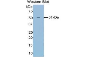 IFNA21 antibody  (AA 25-189)