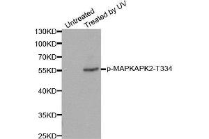 Image no. 2 for anti-Mitogen-Activated Protein Kinase-Activated Protein Kinase 2 (MAPKAPK2) (pThr334) antibody (ABIN3020337)