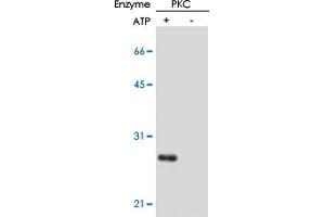 Image no. 2 for anti-Protein Phosphatase 1, Regulatory (Inhibitor) Subunit 14A (PPP1R14A) (pThr38) antibody (ABIN531851)