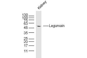 Image no. 2 for anti-Legumain (LGMN) (AA 201-300) antibody (ABIN750958)