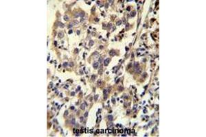 Image no. 1 for anti-Coiled-Coil Domain Containing 110 (CCDC110) (AA 784-814), (C-Term) antibody (ABIN951084)
