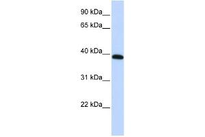 Image no. 1 for anti-Homeobox A10 (HOXA10) (Middle Region) antibody (ABIN2792575)