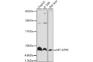 Mitochondrially Encoded ATP Synthase 8 (MT-ATP8) anticorps