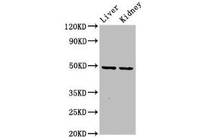 DLST antibody  (AA 76-225)
