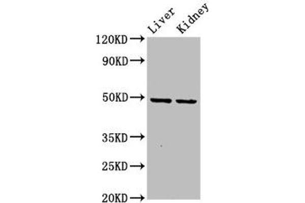 DLST antibody  (AA 76-225)