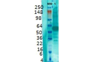 Western Blot analysis of Rat brain membrane lysate showing detection of VGLUT1 protein using Mouse Anti-VGLUT1 Monoclonal Antibody, Clone S28-9 (ABIN1027710).
