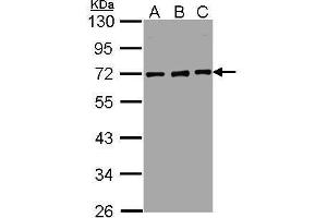 Image no. 5 for anti-Nucleoporin 62kDa (NUP62) (Center) antibody (ABIN2856548)