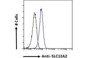 Image no. 3 for anti-Solute Carrier Family 12 (Potassium-Chloride Transporter) Member 2 (SLC12A2) (Internal Region) antibody (ABIN570824)