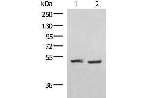 Western blot analysis of Human cerebella tissue K562 cell lysates using RRP8 Polyclonal Antibody at dilution of 1:1000