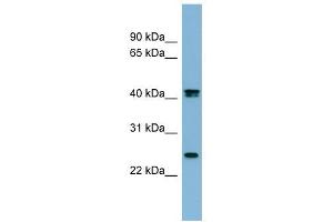 Image no. 1 for anti-Fetuin B (FETUB) (N-Term) antibody (ABIN633997)