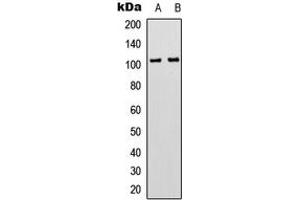 Image no. 1 for anti-G Protein-Coupled Receptor 97 (GPR97) (Center) antibody (ABIN2972477)