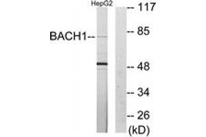 Image no. 1 for anti-BTB and CNC Homology 1, Basic Leucine Zipper Transcription Factor 1 (BACH1) (AA 131-180) antibody (ABIN1533488)