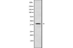 Image no. 1 for anti-CDC42 Effector Protein (Rho GTPase Binding) 1 (CDC42EP1) (N-Term) antibody (ABIN6260300)